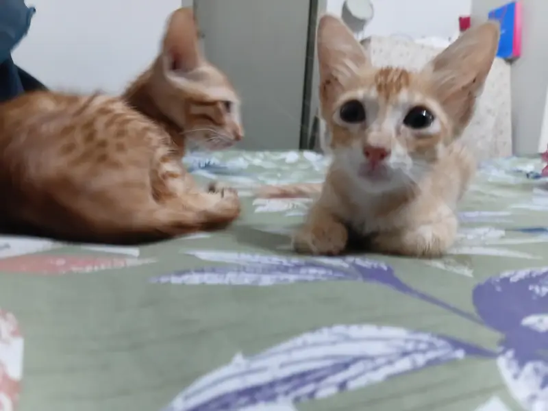Kittens for Adoption — photo 3