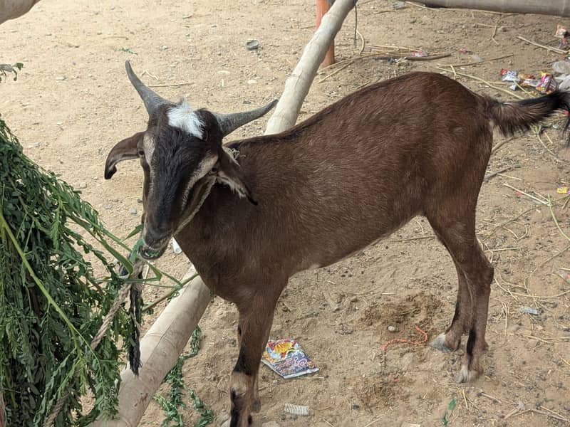 Goats 2