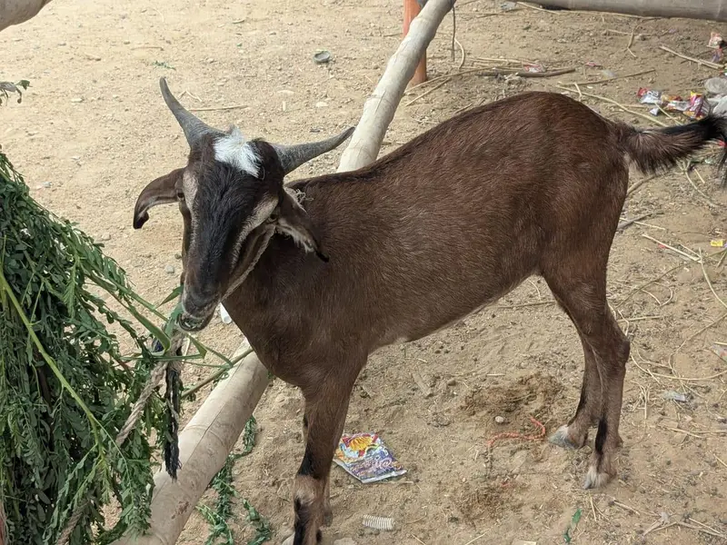 Goats — photo 3