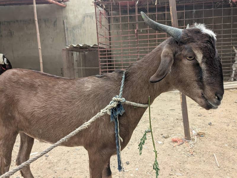Goats 3