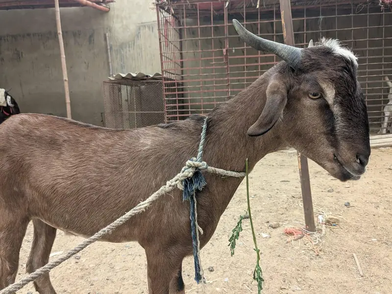 Goats — photo 4