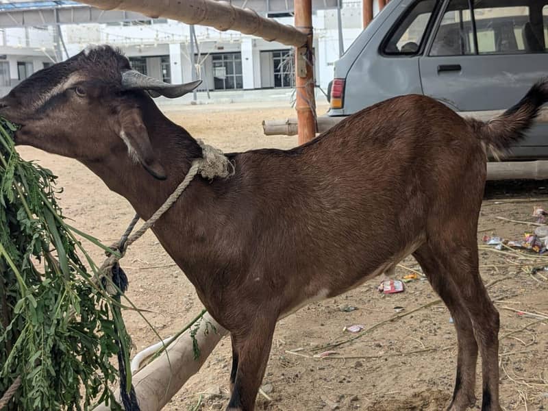 Goats 5