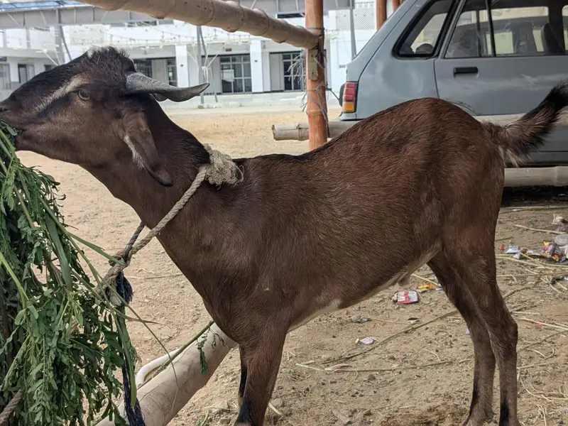 Goats — photo 6
