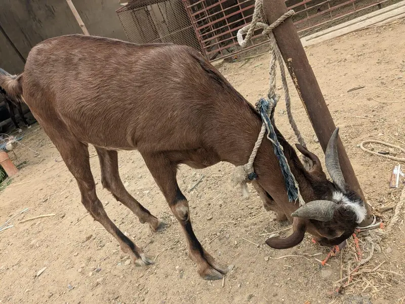 Goats — photo 8