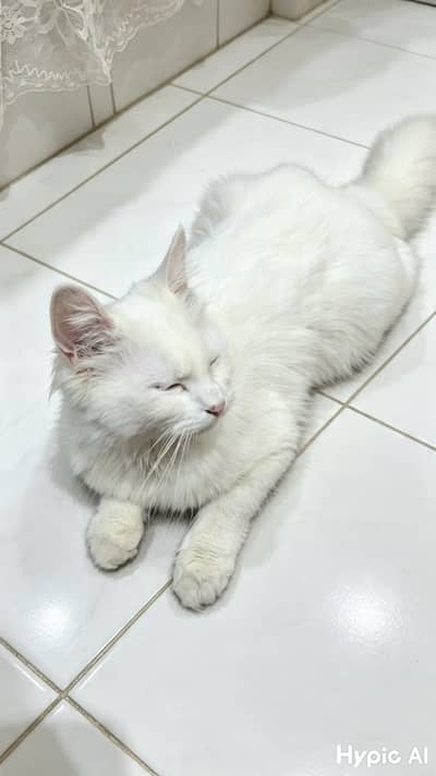 hazel eyes , single coat ,female cat