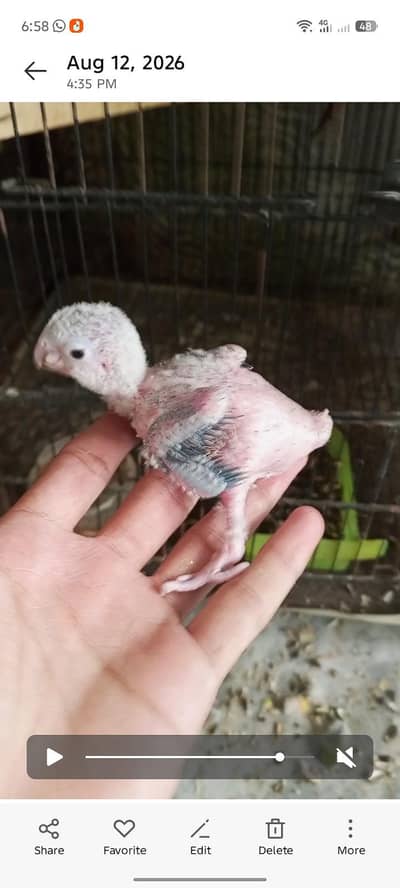 Green cheek conure Chick for sale