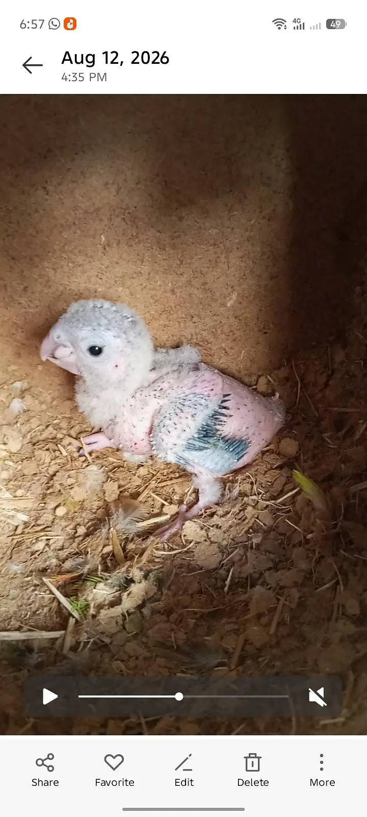 Green cheek conure Chick for sale — photo 2