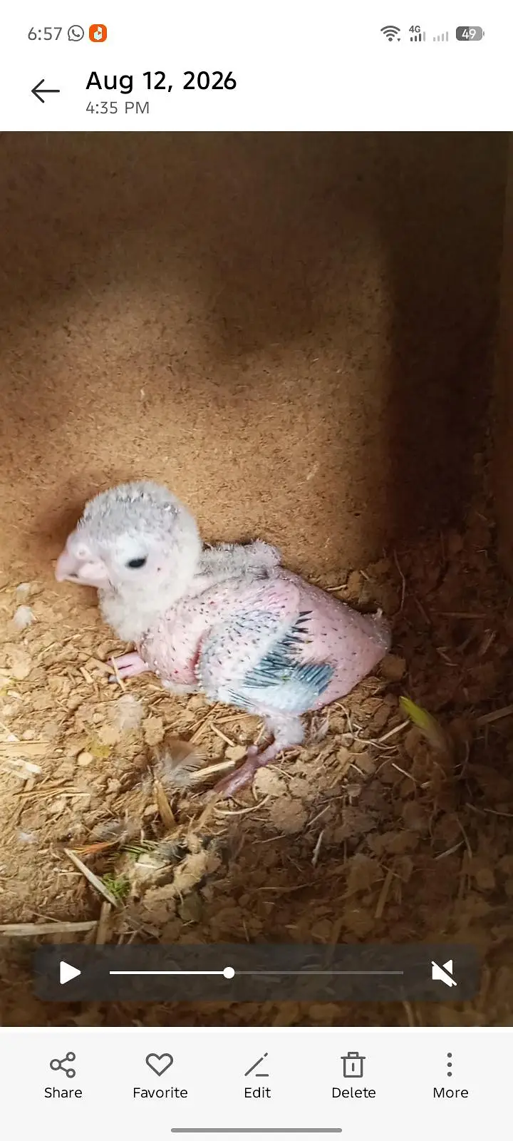 Green cheek conure Chick for sale — photo 3