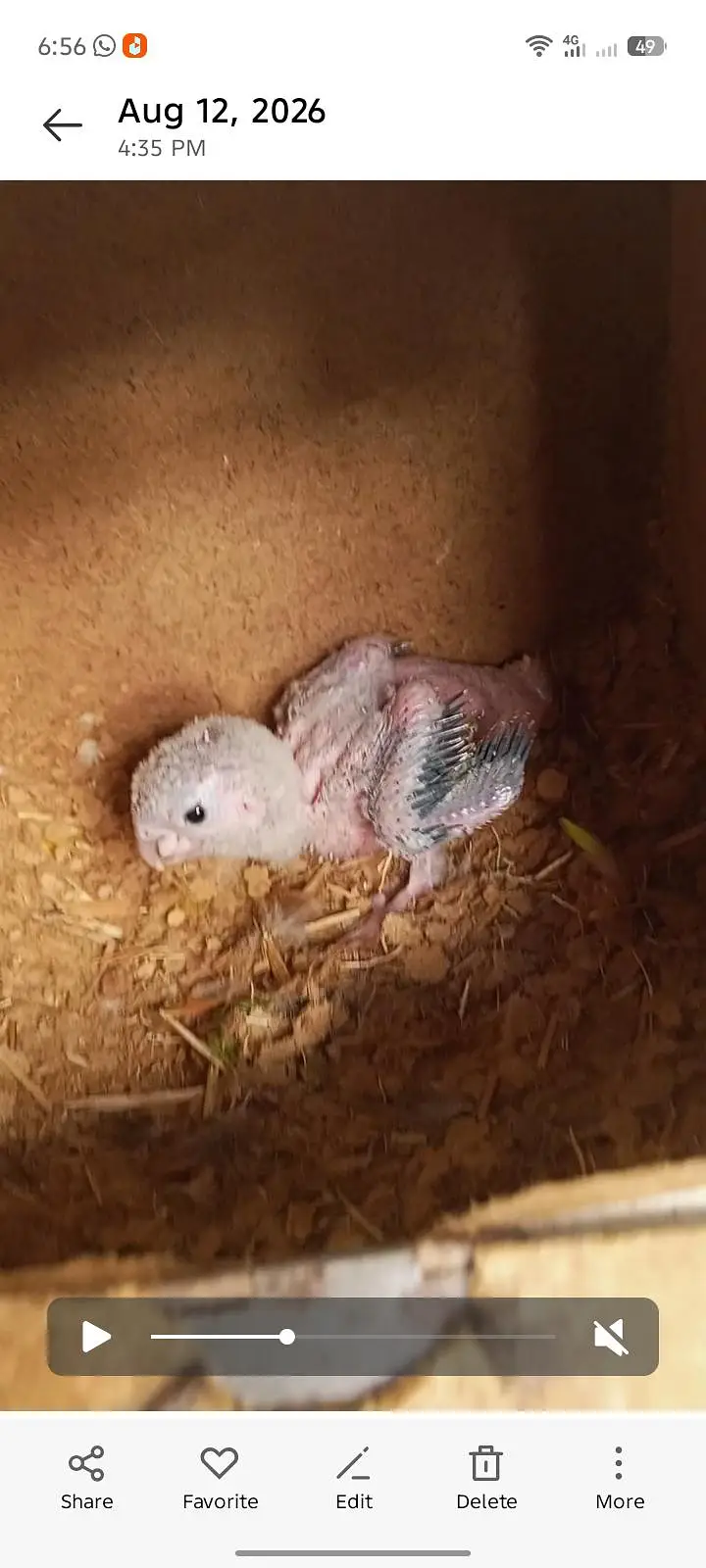 Green cheek conure Chick for sale — photo 4
