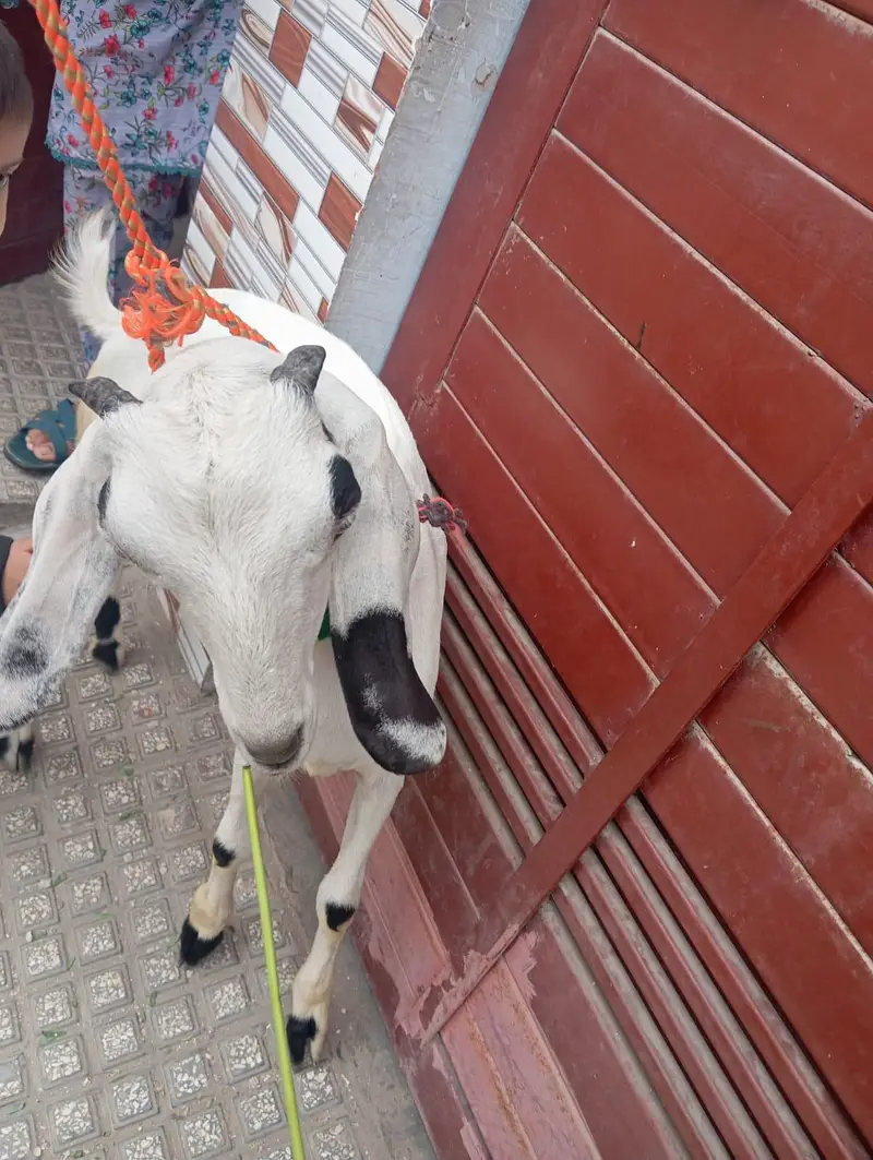 bakre he 4 mhainy. . ki  tapre khobsorat bakre 03112423716 — photo 7