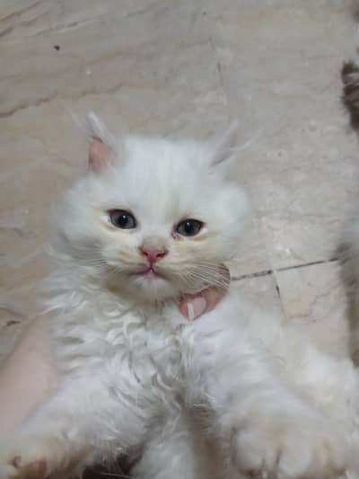 Persian kittens for sale in Lahore | ginger white