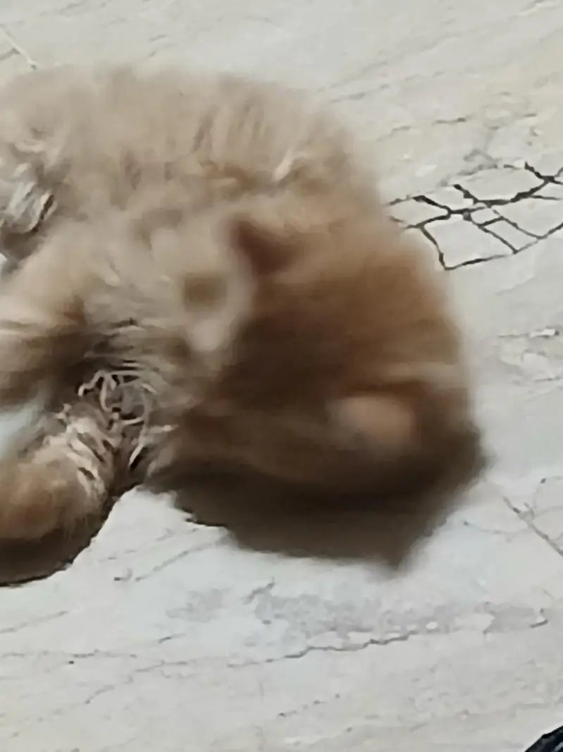 Persian kittens for sale in Lahore | ginger white — photo 2