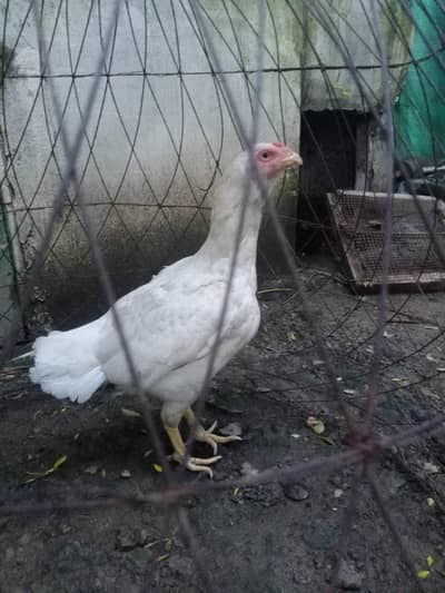 paper white heeri