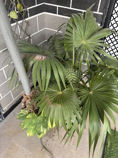Plants for sale