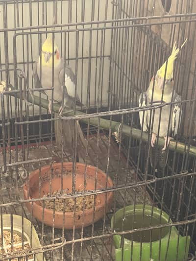 cocktail breeder pair for sale.