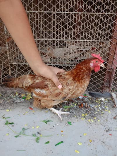 egg laying golden misri for sale