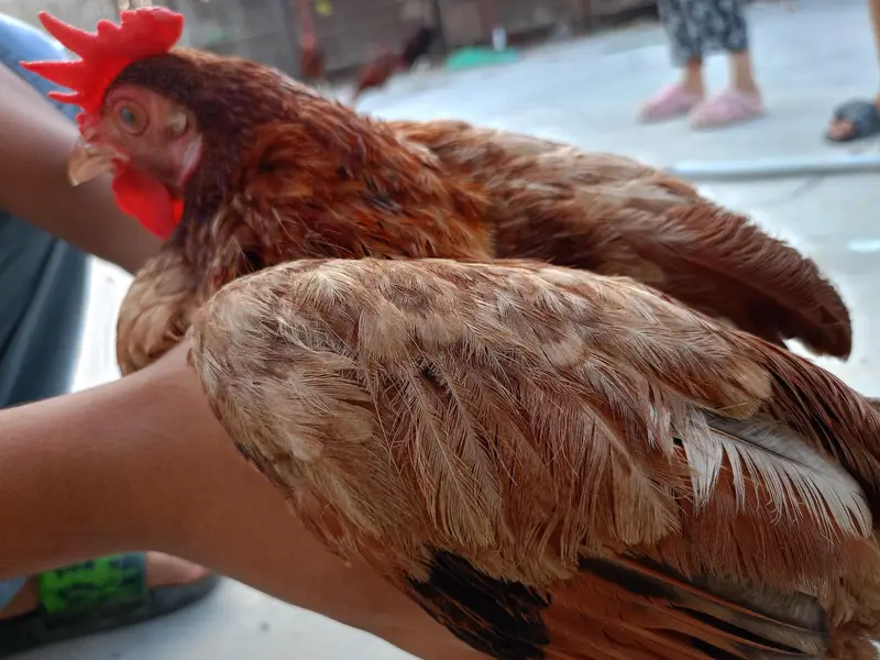 egg laying golden misri for sale — photo 2