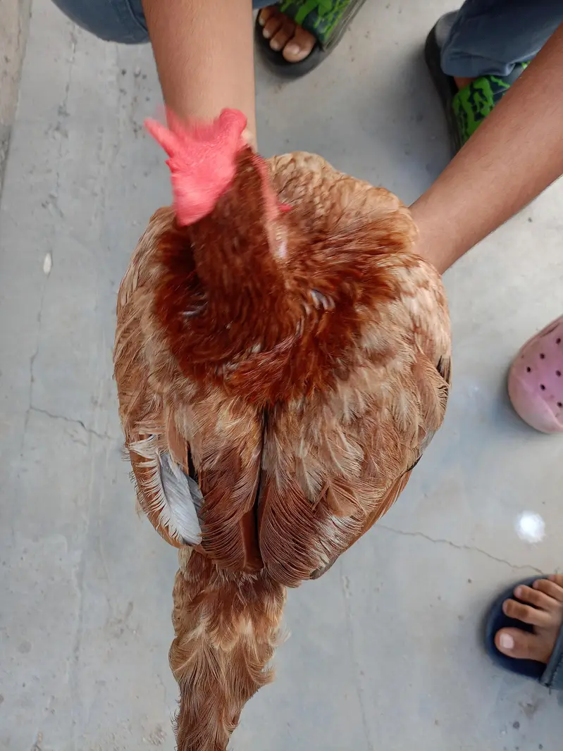 egg laying golden misri for sale — photo 3