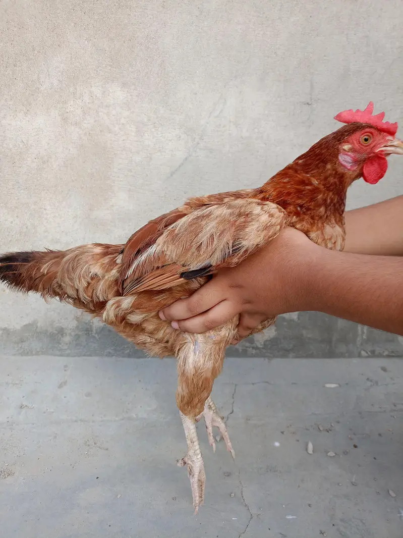 egg laying golden misri for sale — photo 4