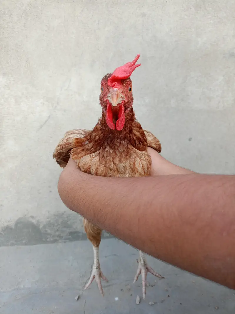 egg laying golden misri for sale — photo 5
