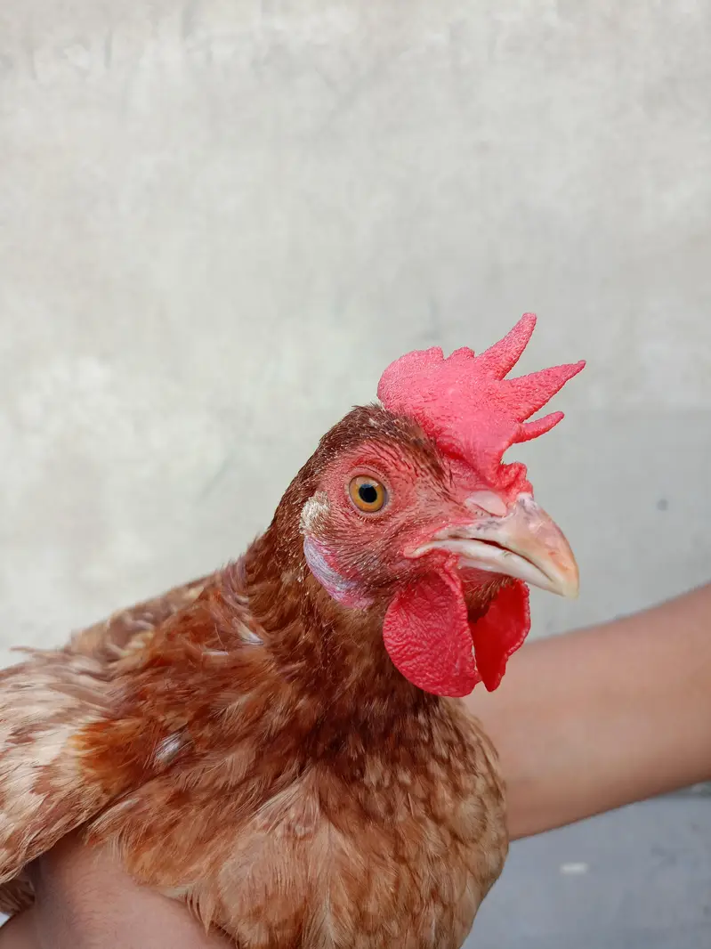 egg laying golden misri for sale — photo 6