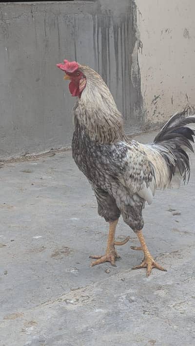 gray aseel murga