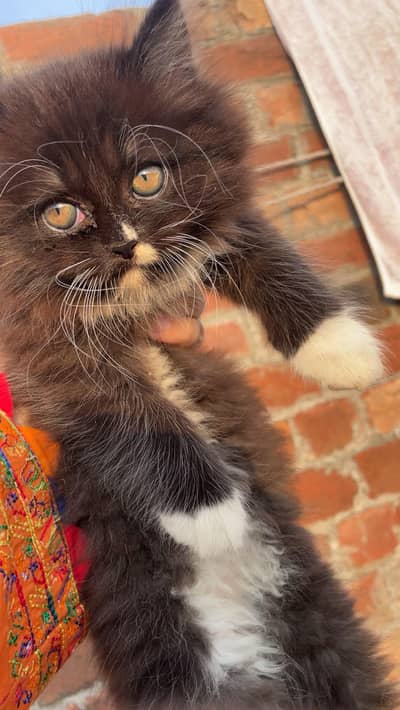 Triple Coated Black Kitten