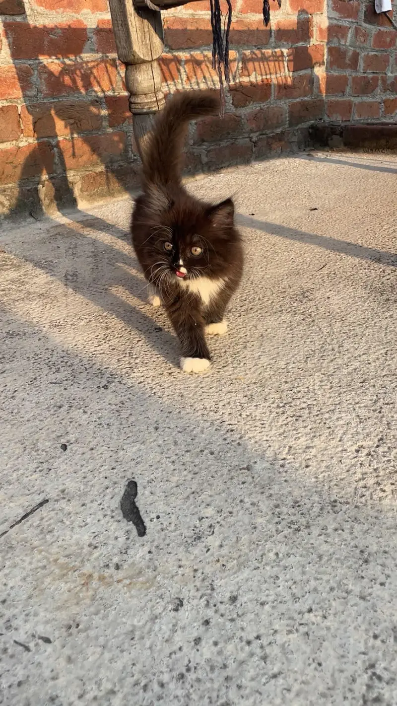 Triple Coated Black Kitten — photo 2