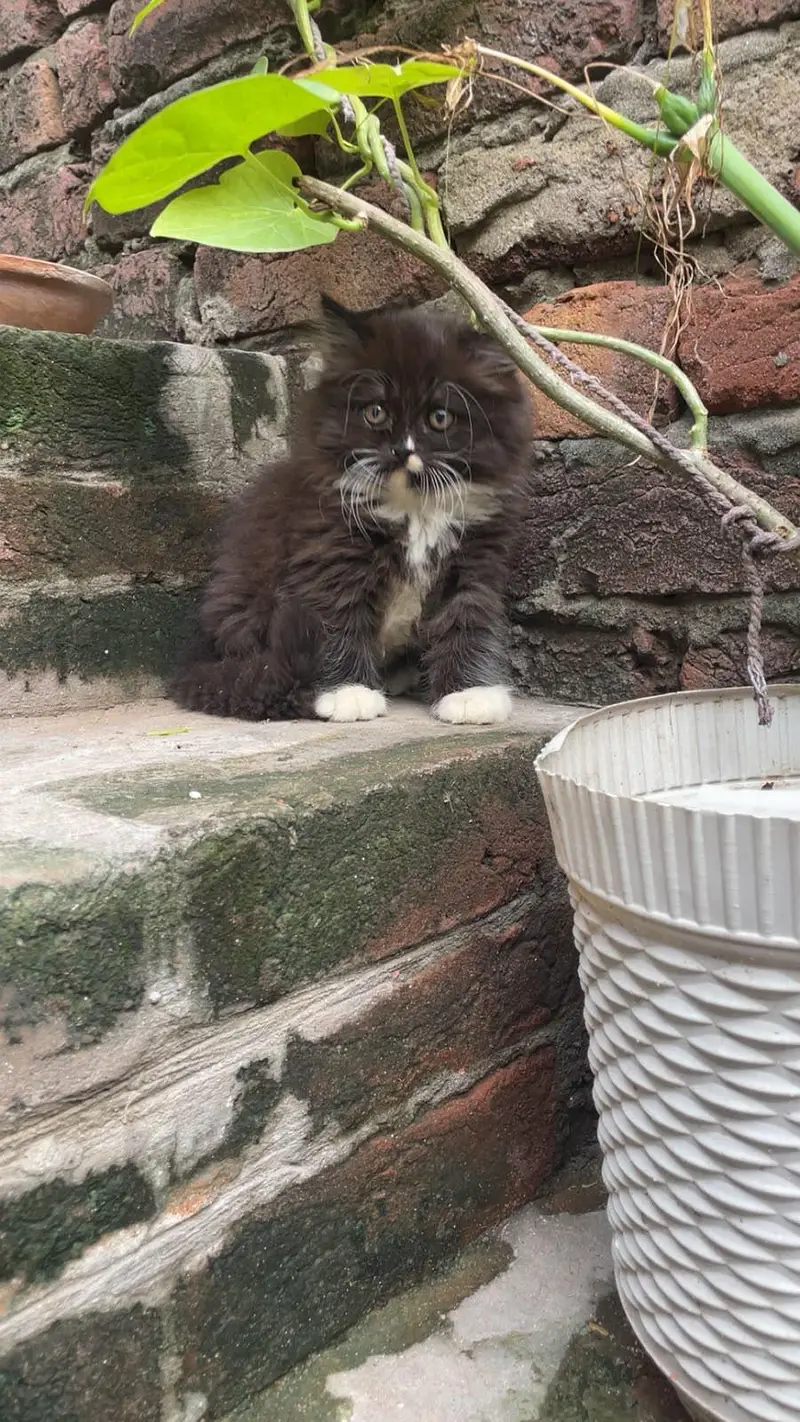 Triple Coated Black Kitten — photo 3