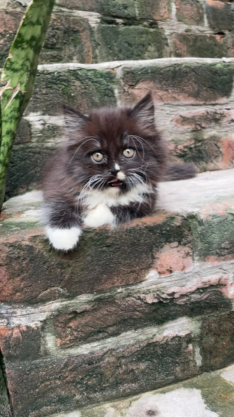 Triple Coated Black Kitten — photo 4