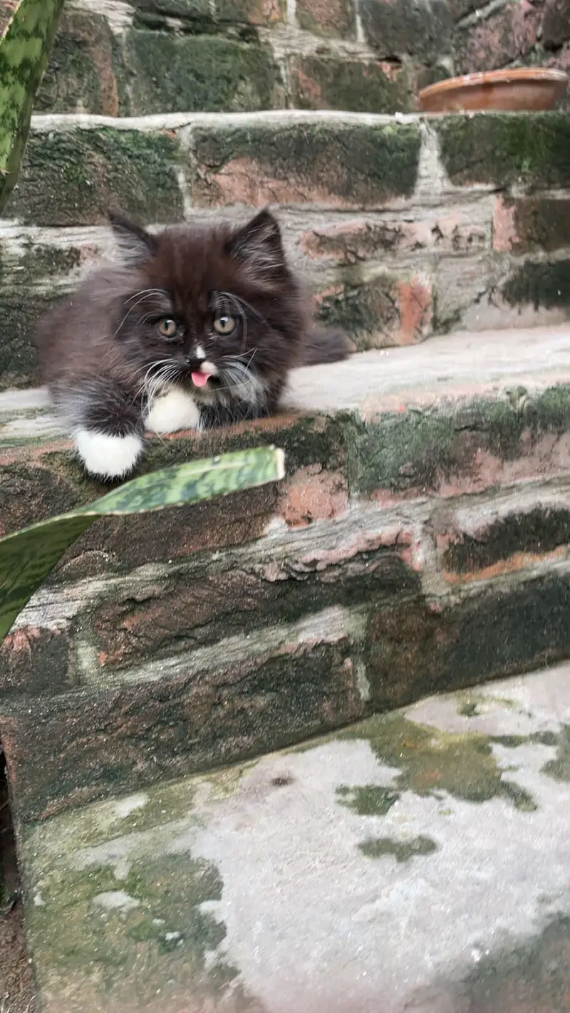 Triple Coated Black Kitten — photo 5