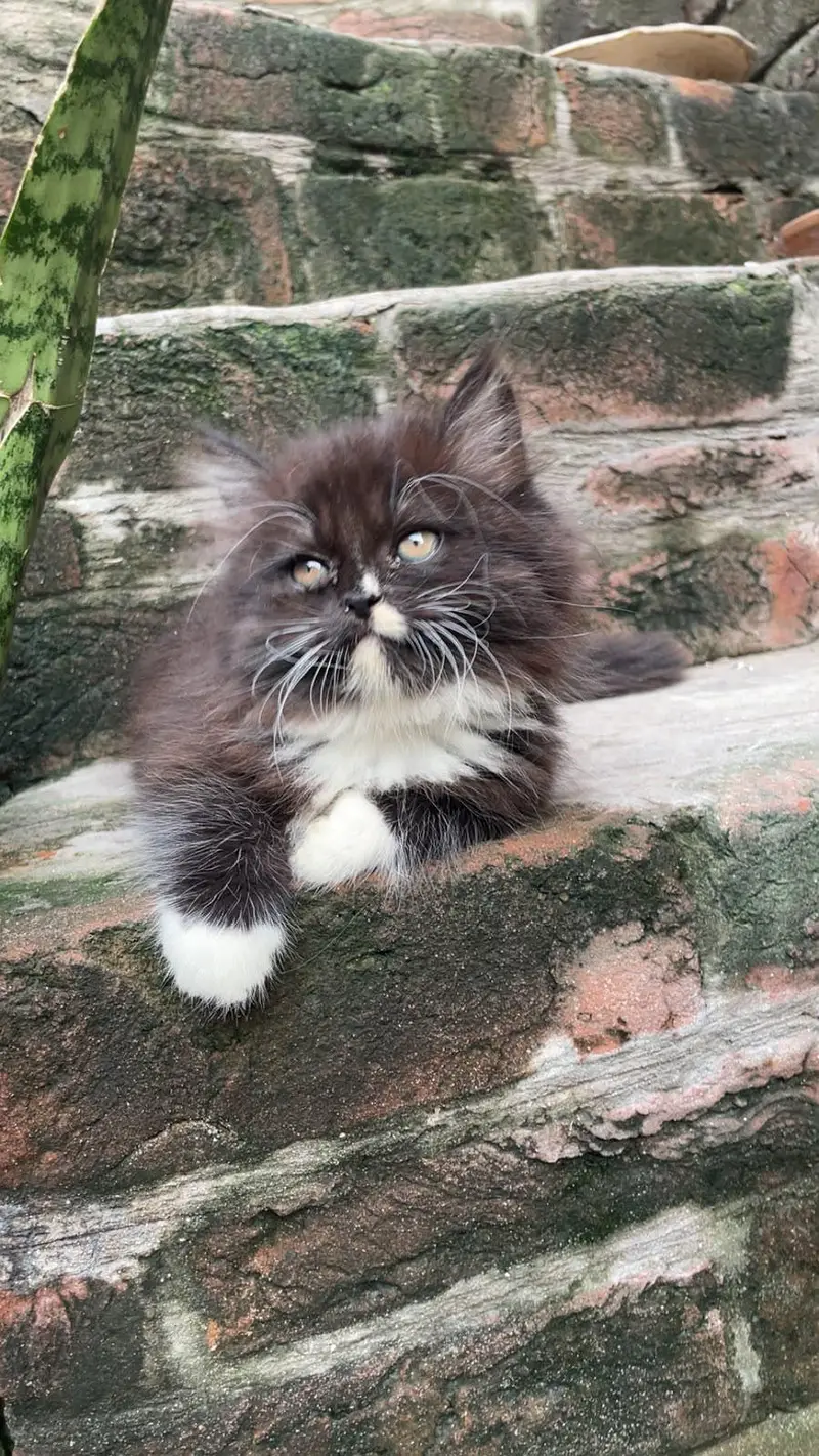 Triple Coated Black Kitten — photo 6