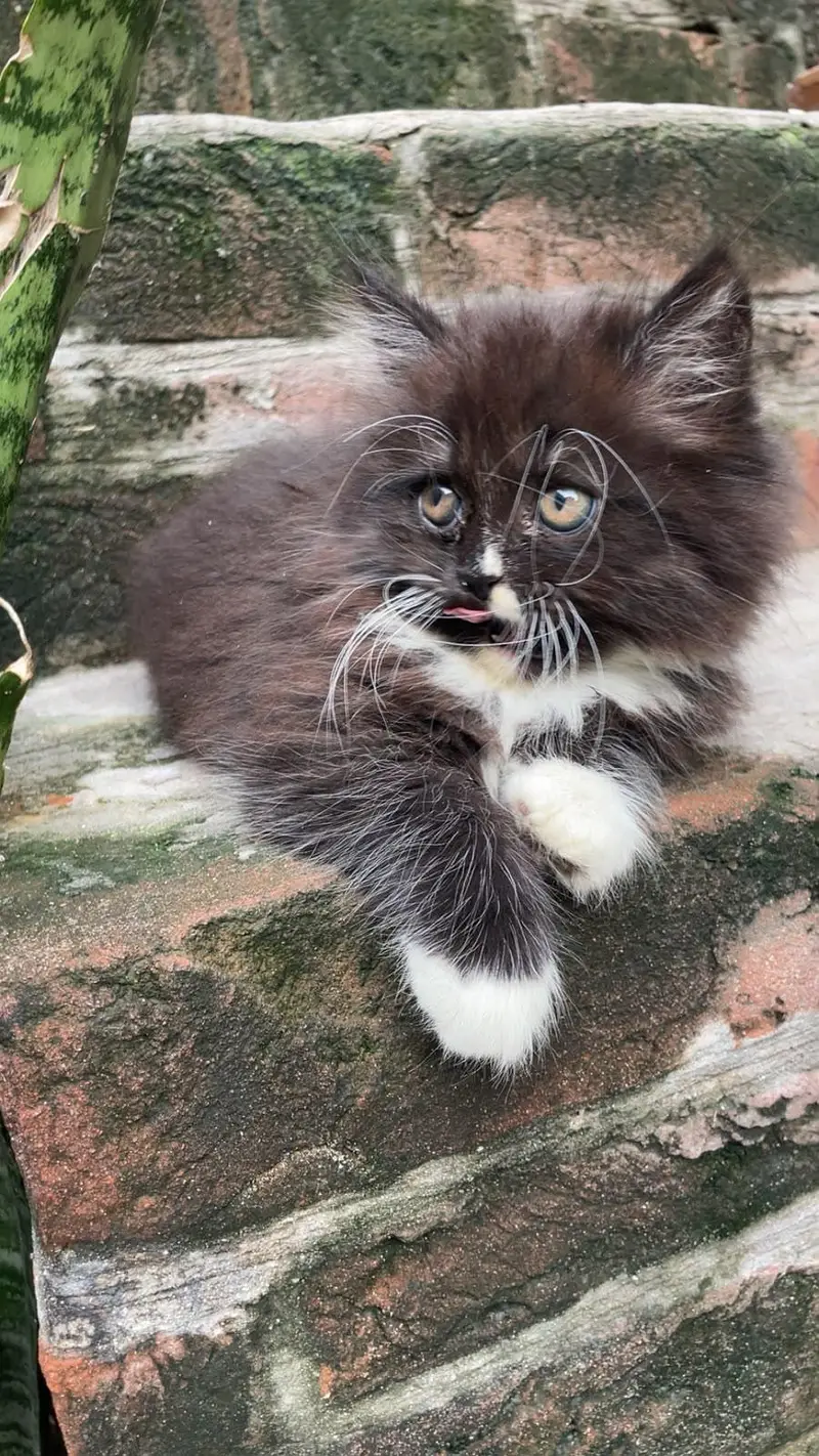 Triple Coated Black Kitten — photo 7