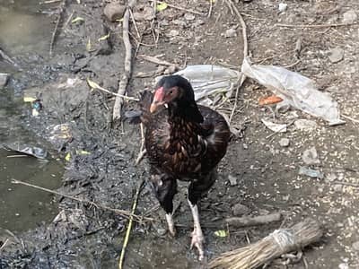  Black Desi Hen For Sale | 2 Times Eggs Given | Healthy & Active
