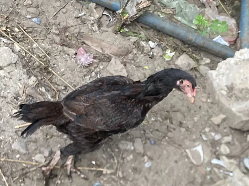  Black Desi Hen For Sale | 2 Times Eggs Given | Healthy & Active — photo 2