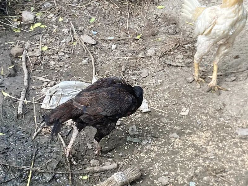  Black Desi Hen For Sale | 2 Times Eggs Given | Healthy & Active — photo 3