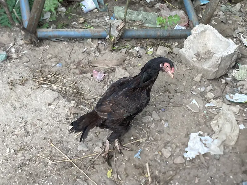  Black Desi Hen For Sale | 2 Times Eggs Given | Healthy & Active — photo 4