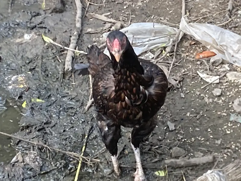  Black Desi Hen For Sale | 2 Times Eggs Given | Healthy & Active — photo 5
