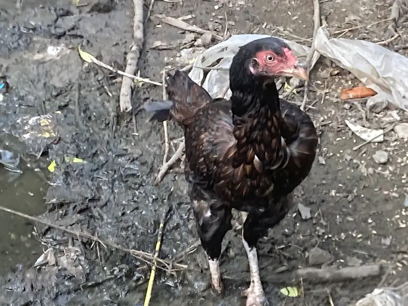  Black Desi Hen For Sale | 2 Times Eggs Given | Healthy & Active — photo 6