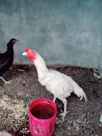 Healthy and Active Aseel pair and Hens for Sale