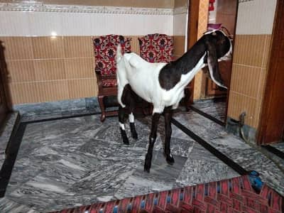 bari achi shouq wali chiz ha female goat ha 2 dant ha