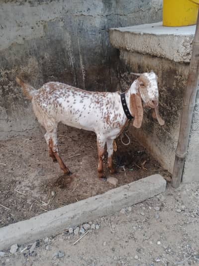 makha cheni bakri Whatsapp 03423434781