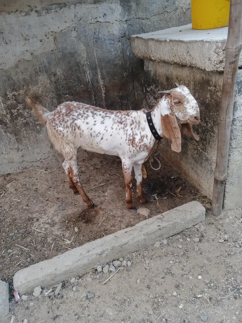makha cheni bakri Whatsapp 03423434781 — photo 2