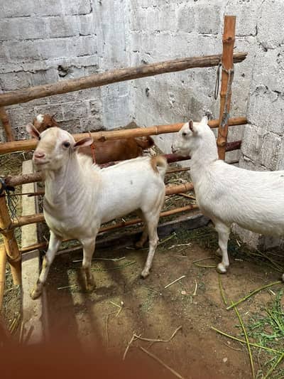 russian teddy gulabi pair ghabban bakri