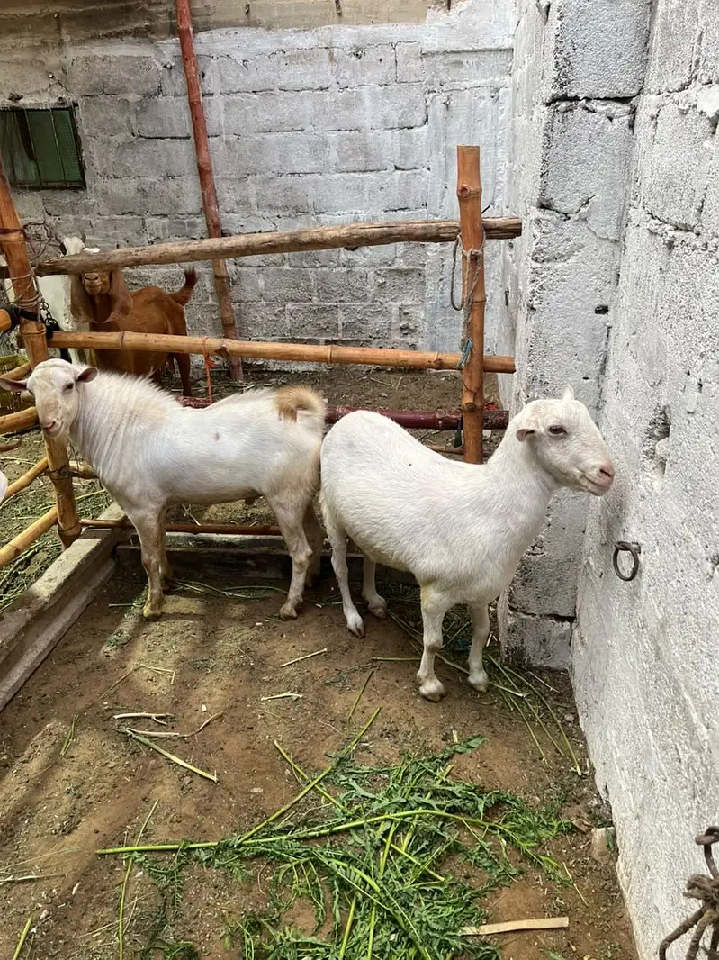 russian teddy gulabi pair ghabban bakri — photo 2
