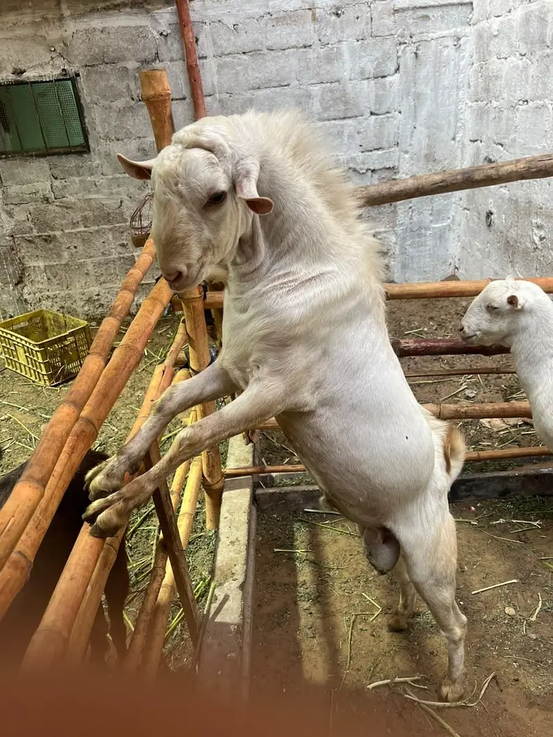 russian teddy gulabi pair ghabban bakri — photo 3