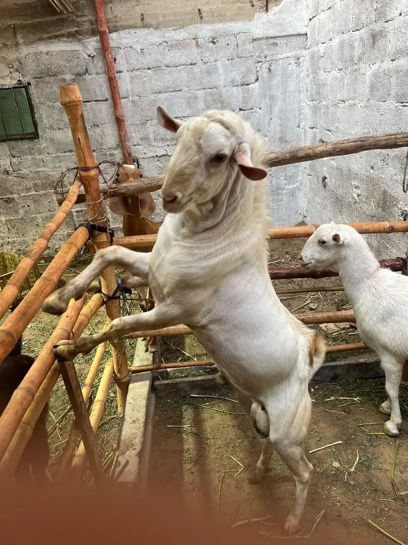 russian teddy gulabi pair ghabban bakri — photo 4