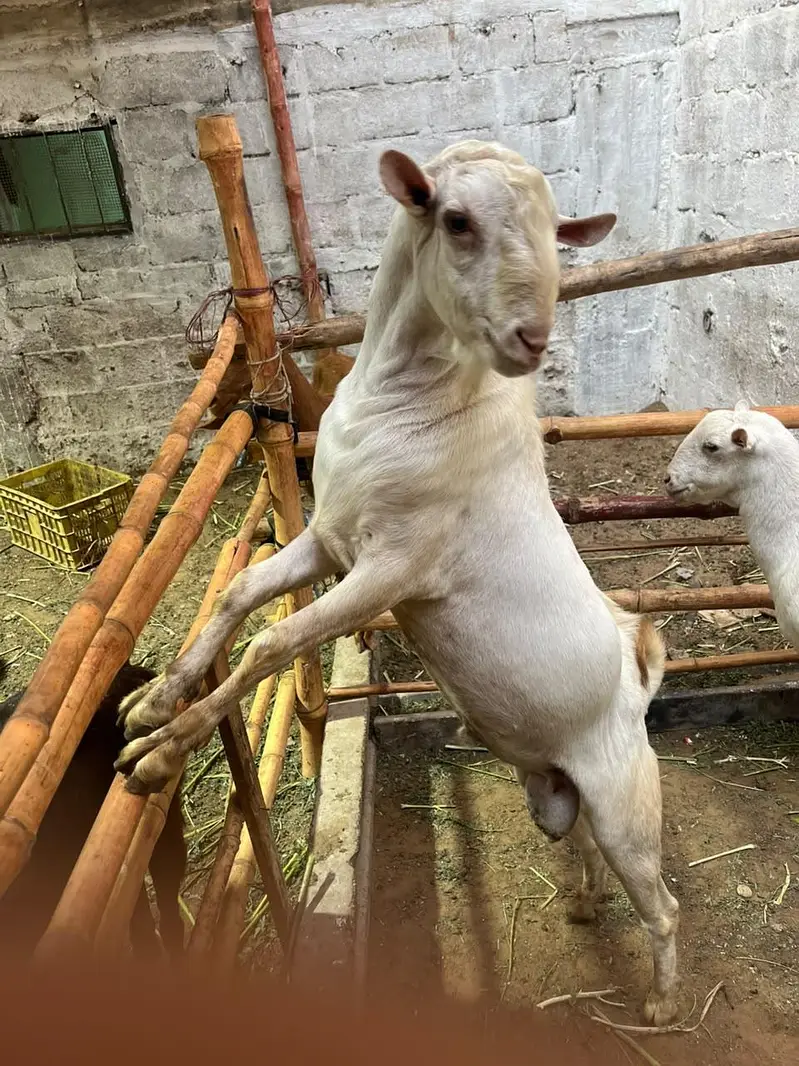 russian teddy gulabi pair ghabban bakri — photo 5