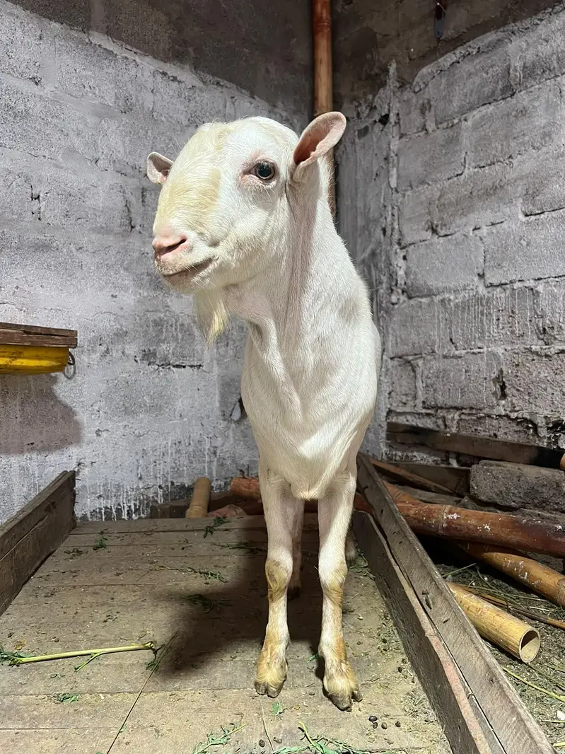 russian teddy gulabi pair ghabban bakri — photo 6