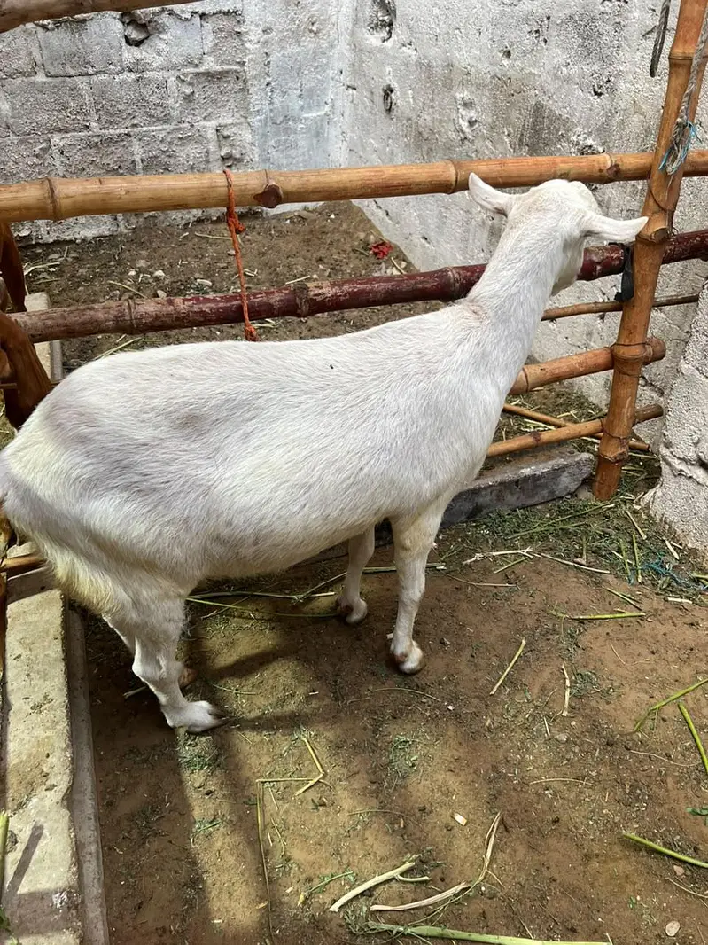 russian teddy gulabi pair ghabban bakri — photo 7